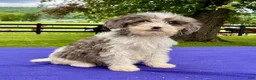 Bernedoodle dogs for sale: Nova - Ad 3
