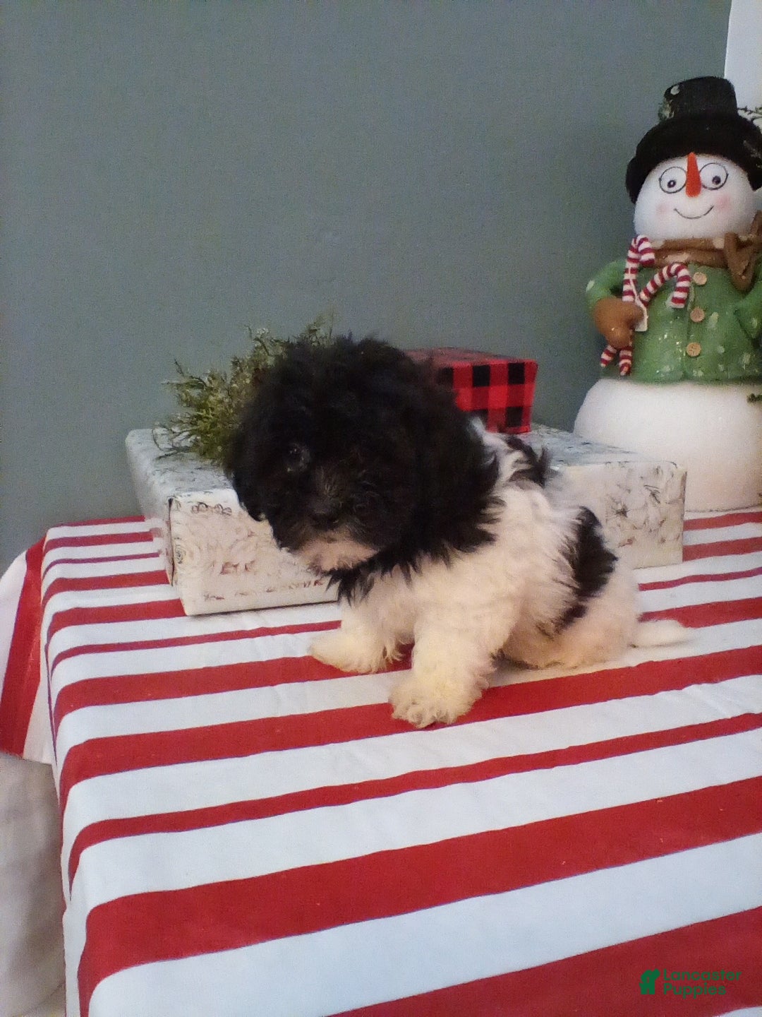 Shihpoo dogs for sale: Duke - Ad 4