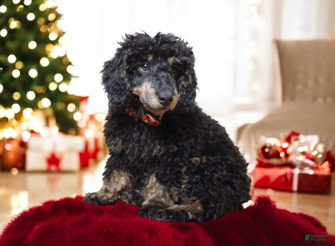 Toy Poodle dogs for sale: Jett - Ad 2