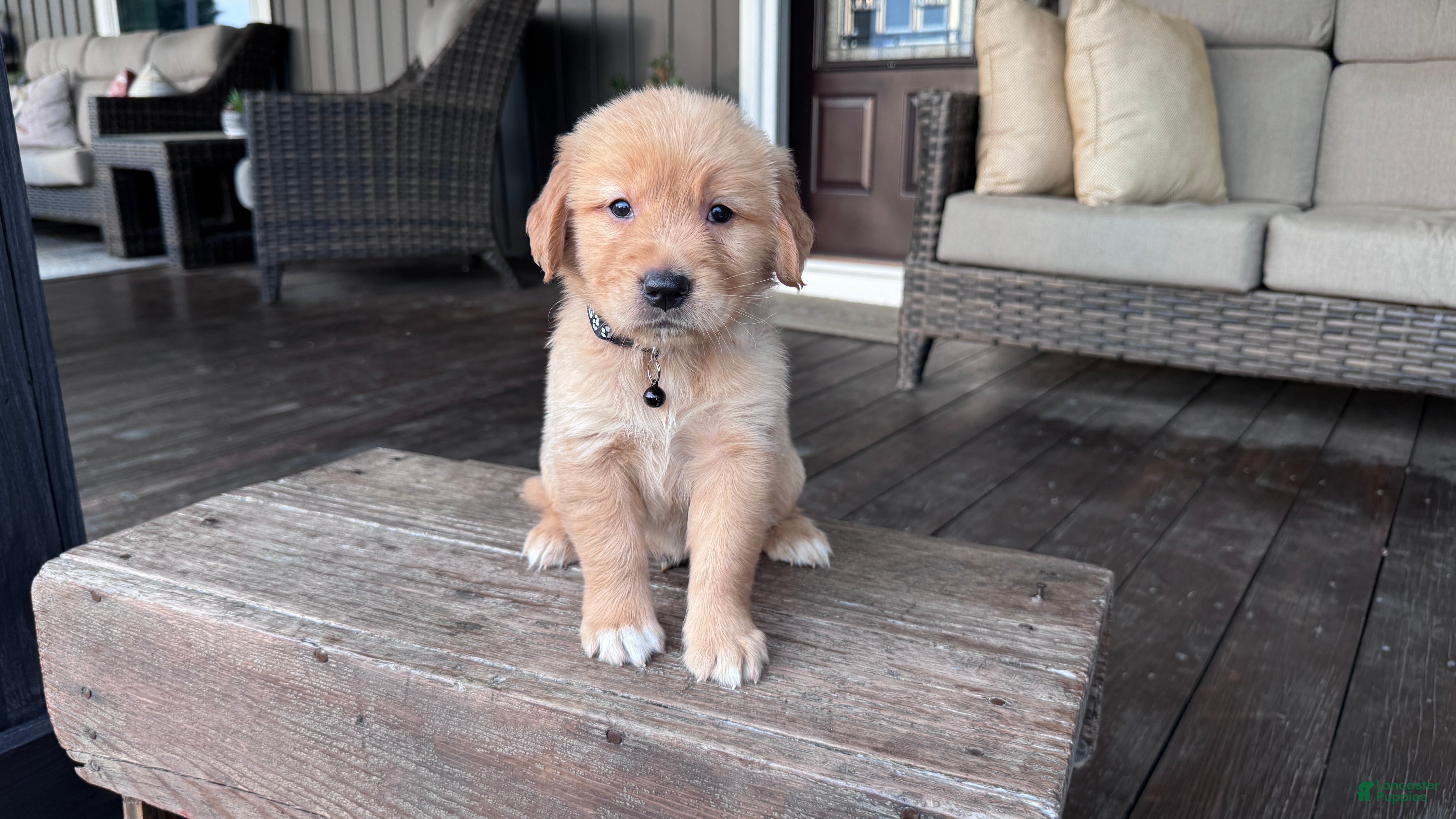 Golden Retriever dogs AKC Mr Simba - Ad 1
