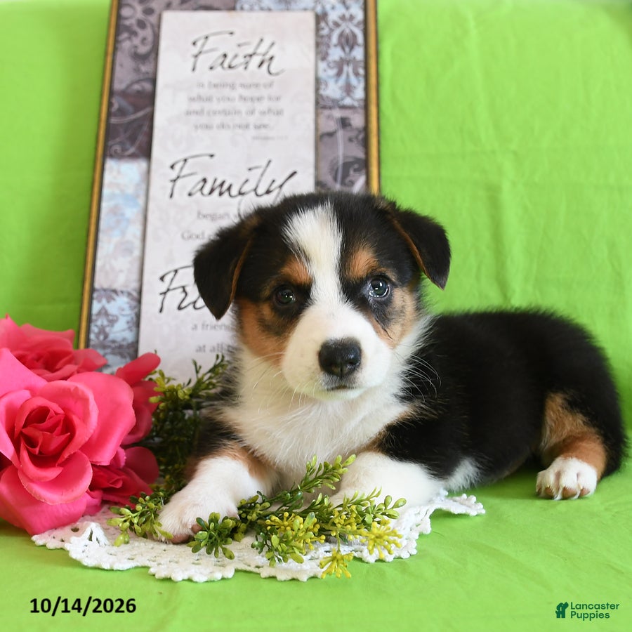 Welsh Corgi Pembroke dogs Enzo - Ad 1