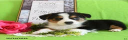 Welsh Corgi Pembroke dogs for sale: Enzo - Ad 1