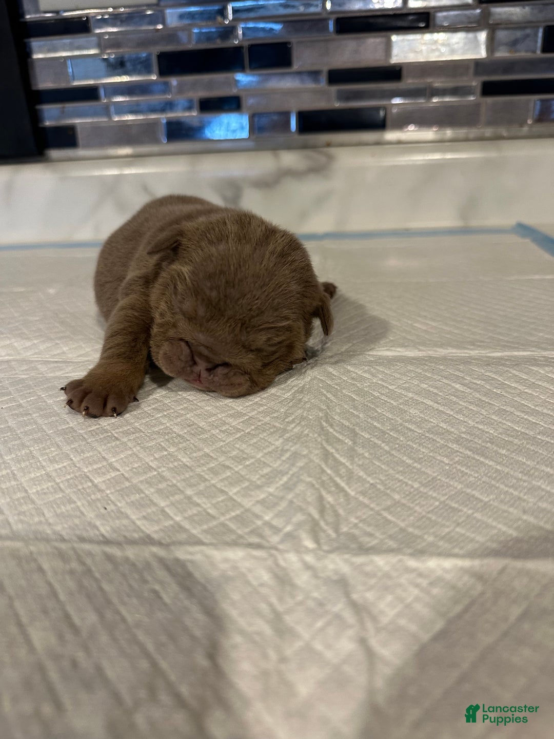 English Bulldog dogs for sale: Lilac and White Male - Ad 17