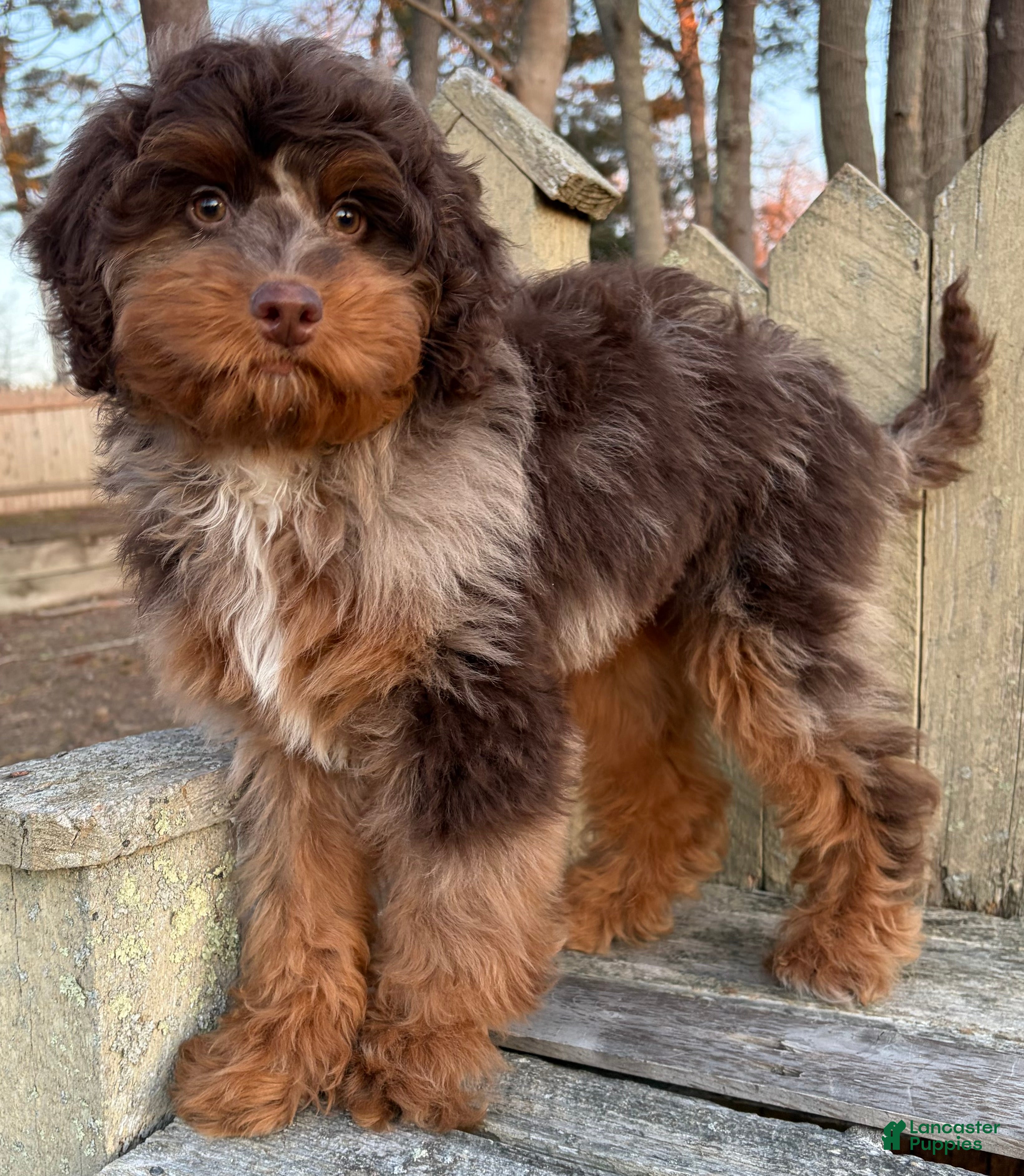 Mini Bernedoodle dogs 🧡 IN BOSTON MASSACHUSETTS AREA 🧡 RARE DARK CHOCOLATE MERLE TRI COLOR BOY 🧡 MINI BERNEDOODLE 🧡 - Ad 15