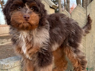 Mini Bernedoodle dogs 🧡 IN BOSTON MASSACHUSETTS AREA 🧡 RARE DARK CHOCOLATE MERLE TRI COLOR BOY 🧡 MINI BERNEDOODLE 🧡 - Ad 15
