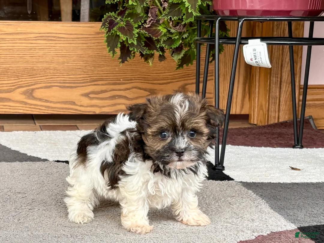 Havanese dogs for sale: Male 2 - Ad 2