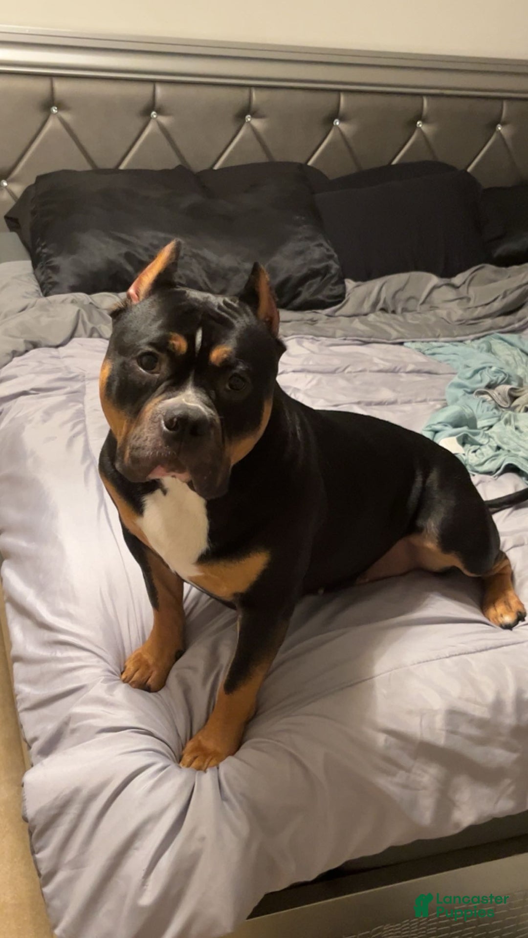 Gallery Image {{count}}