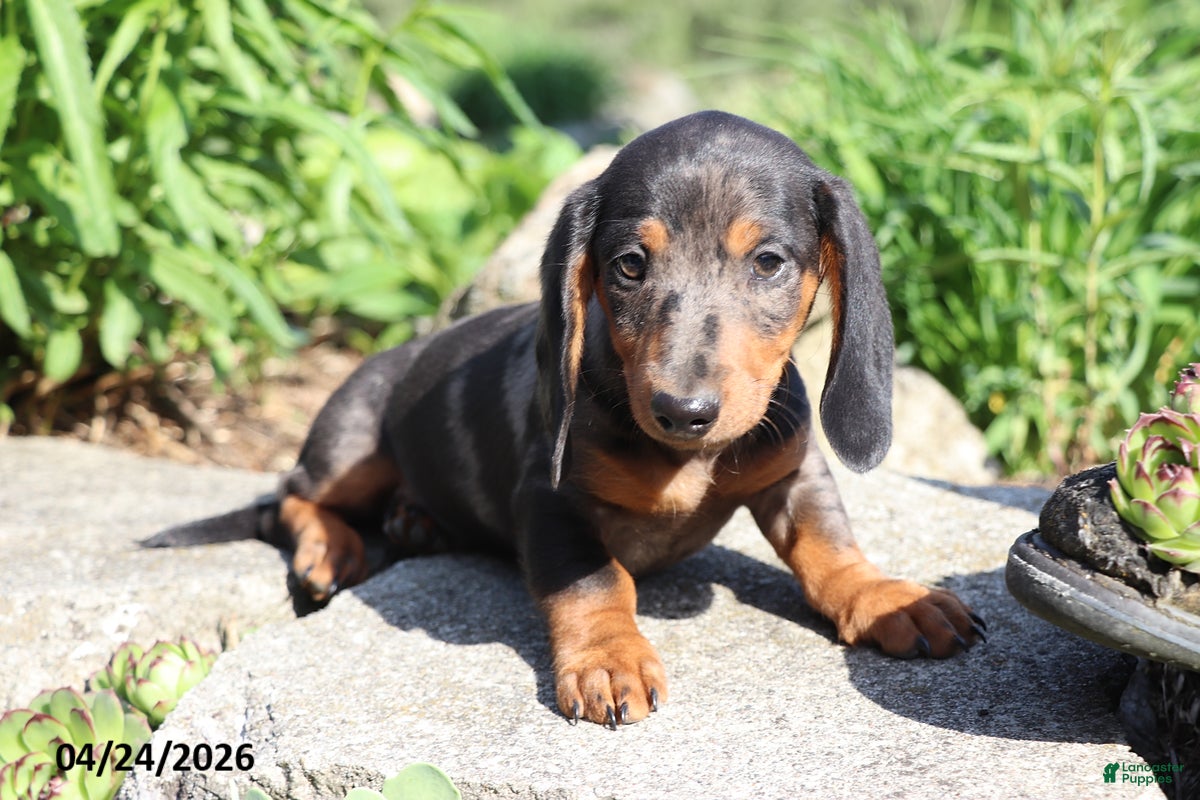 Miniature Dachshund dogs Parker - Ad 1