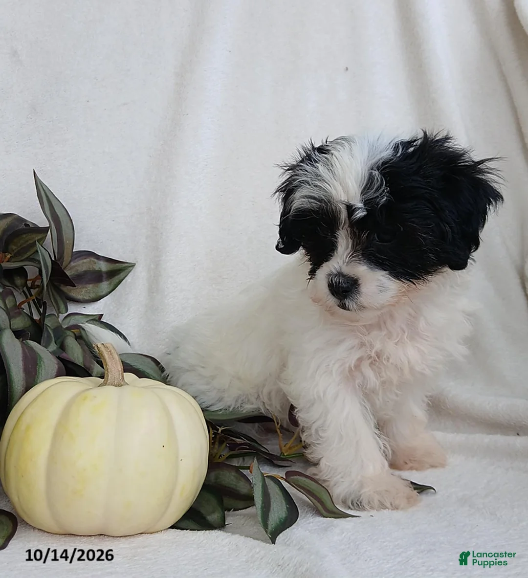 Teddy Bear dogs for sale: Kyla - Ad 5