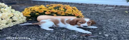Welsh Springer Spaniel dogs for sale: Lollipop - Ad 6