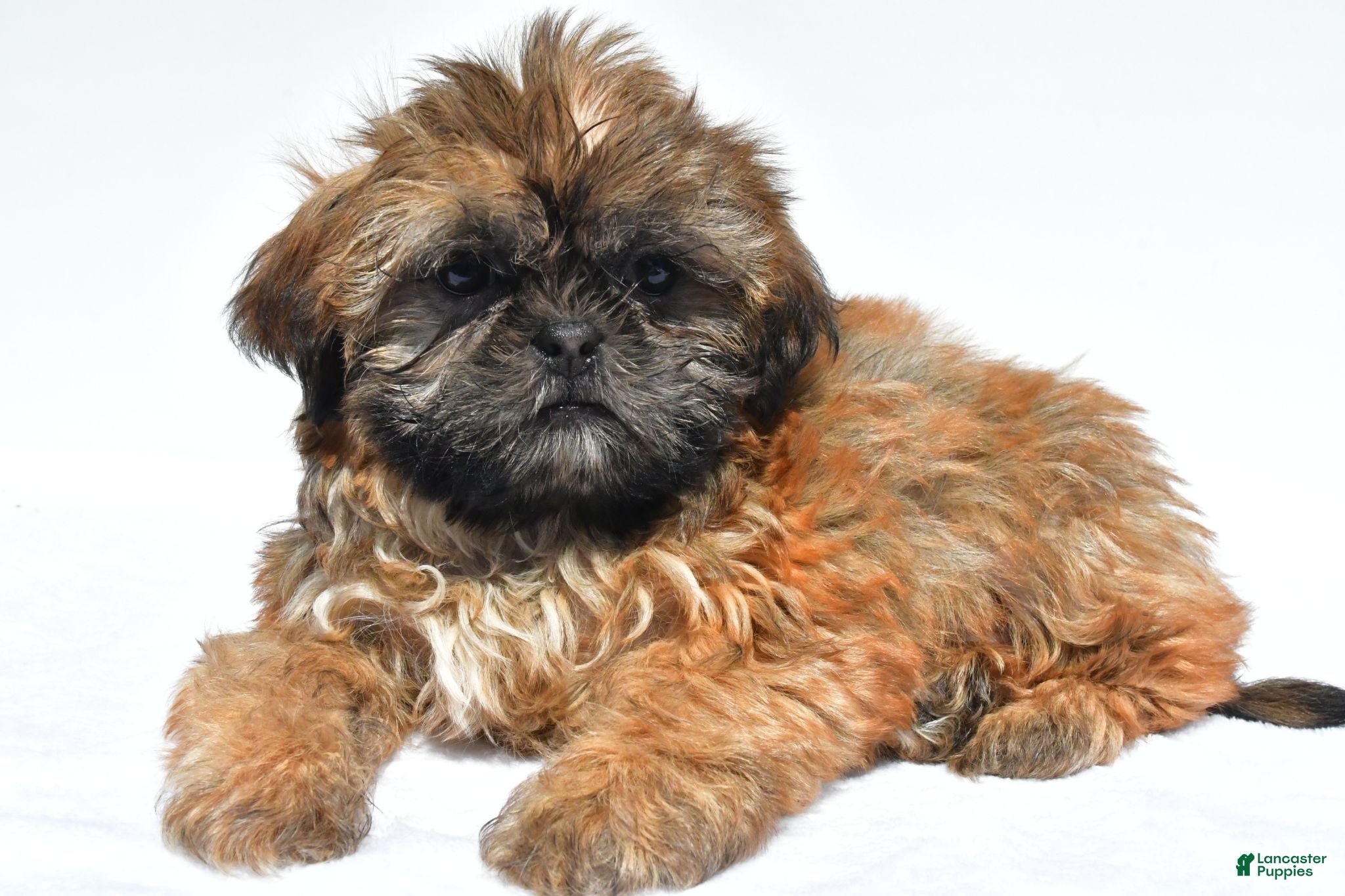 Shih Tzu dogs Vicky - Ad 1