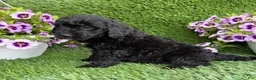 Mini Goldendoodle dogs for sale: Ally - Ad 3
