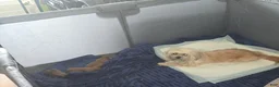 Morkie dogs for sale: Morkie 3 - Ad 2