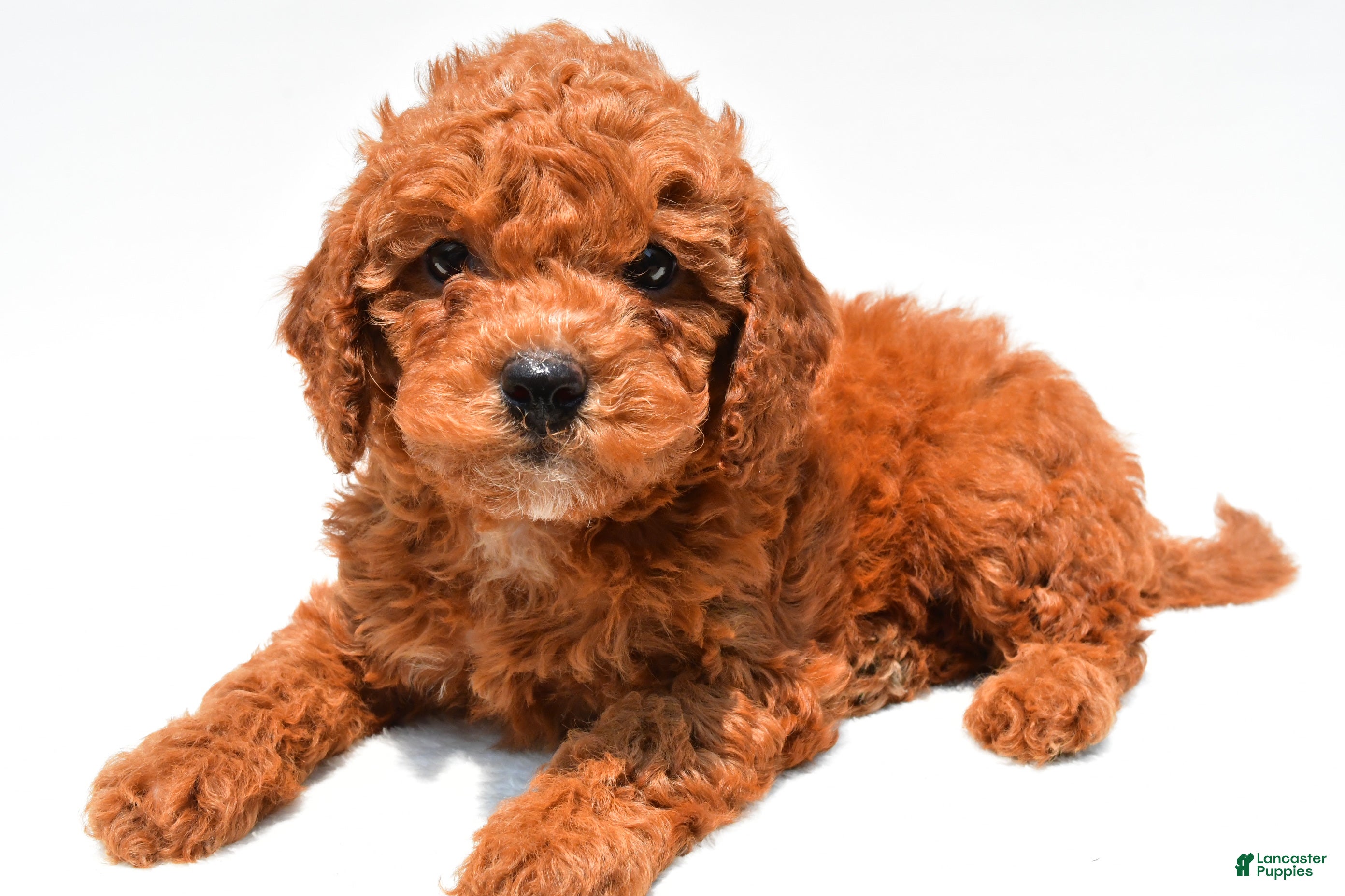 Mini Goldendoodle dogs Neil - Ad 2