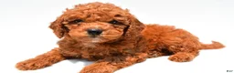 Mini Goldendoodle dogs for sale: Neil - Ad 2