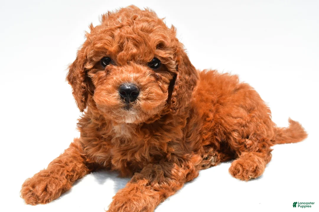 Mini Goldendoodle dogs for sale: Neil - Ad 2