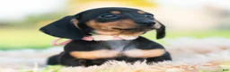 Miniature Dachshund dogs for sale: Pixiebean AKC - Ad 3