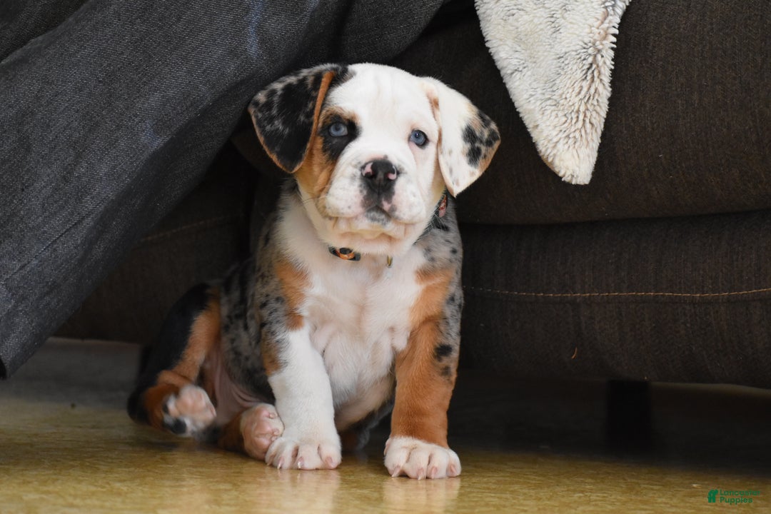 Mixed Breed dogs for sale: Cobalt - Ad 4