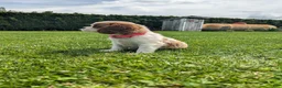Cavalier King Charles Spaniel dogs for sale: Konnie  - Ad 5