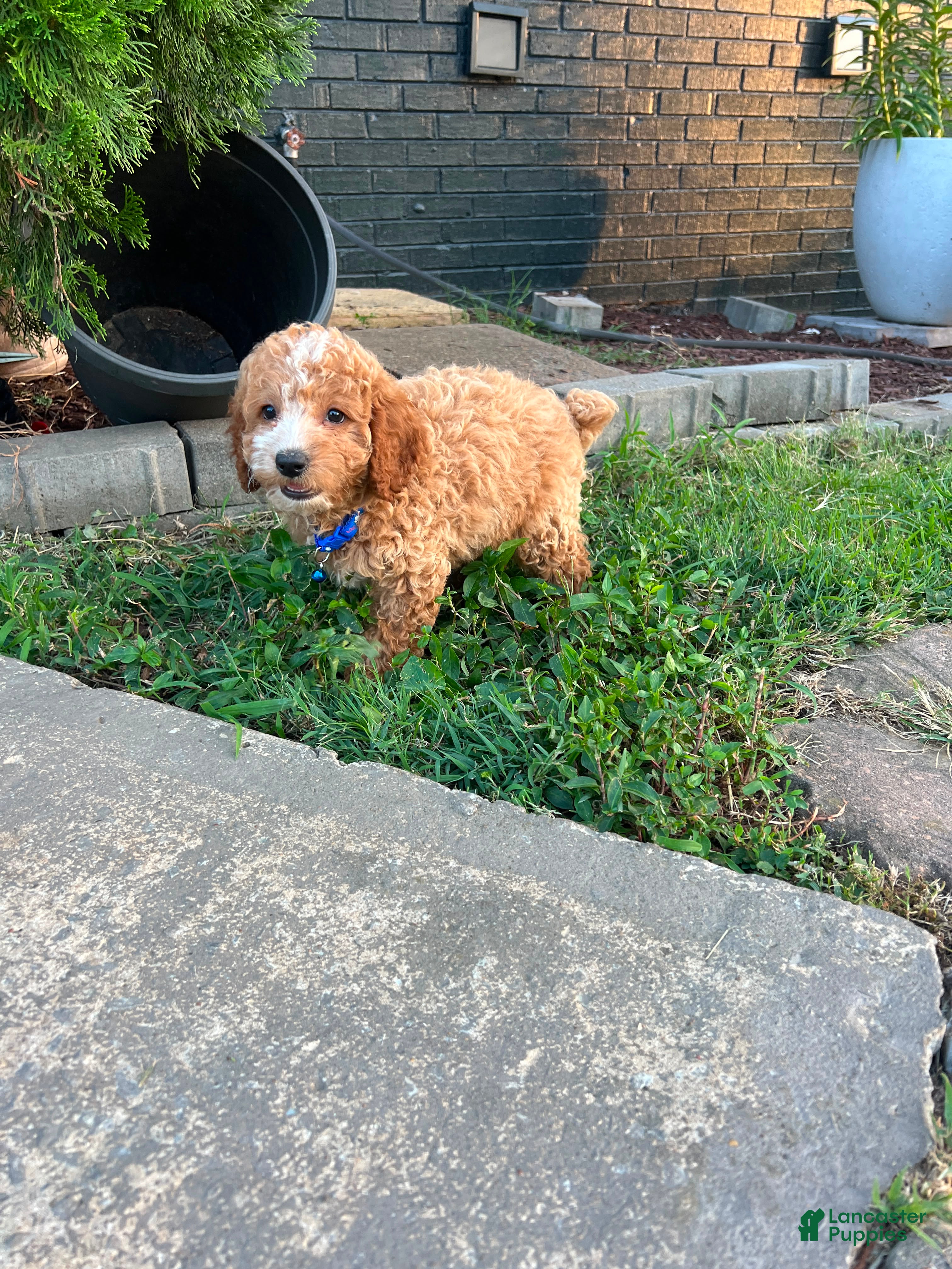 Toy Poodle dogs Biscuit 🤎 - Ad 42