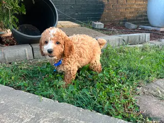 Toy Poodle dogs Biscuit 🤎 - Ad 32