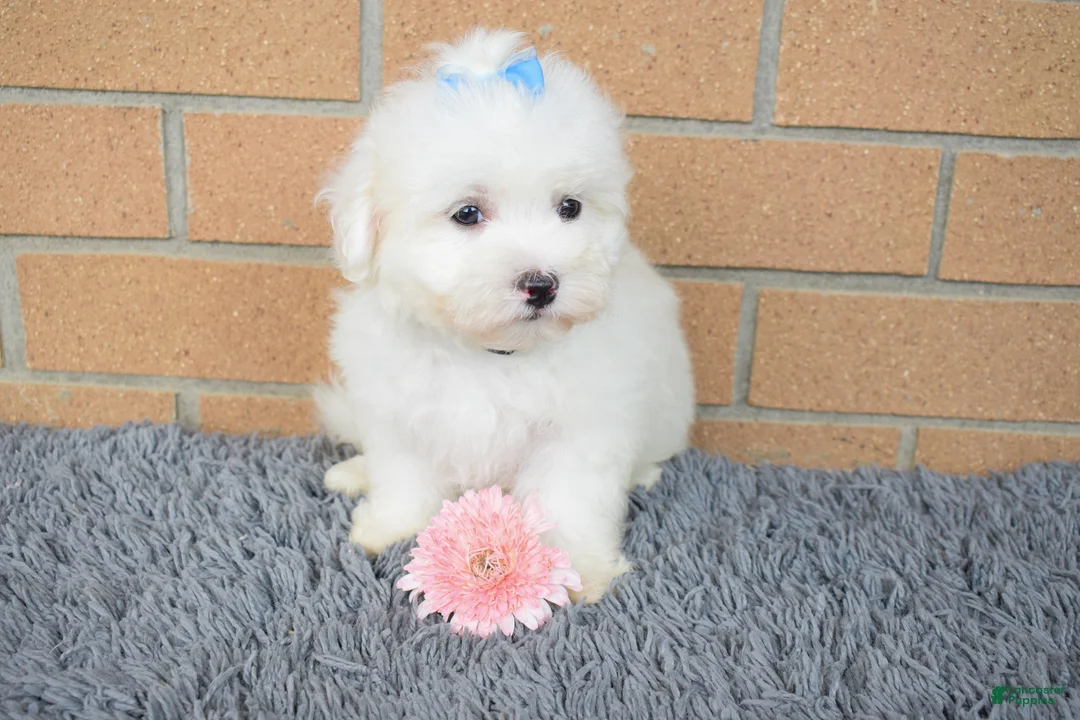 Maltese dogs for sale: Blake 💙 - Ad 1