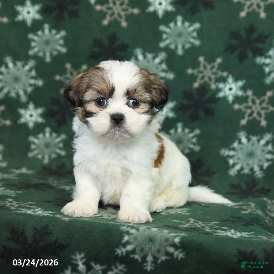 Shih Tzu dogs Lucky - Ad 2