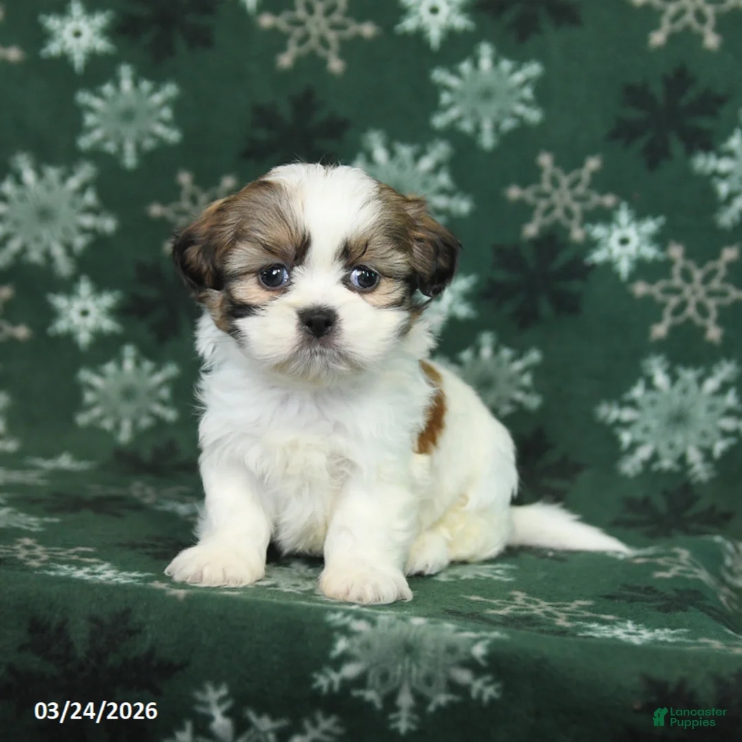 Shih Tzu dogs for sale: Lucky - Ad 2