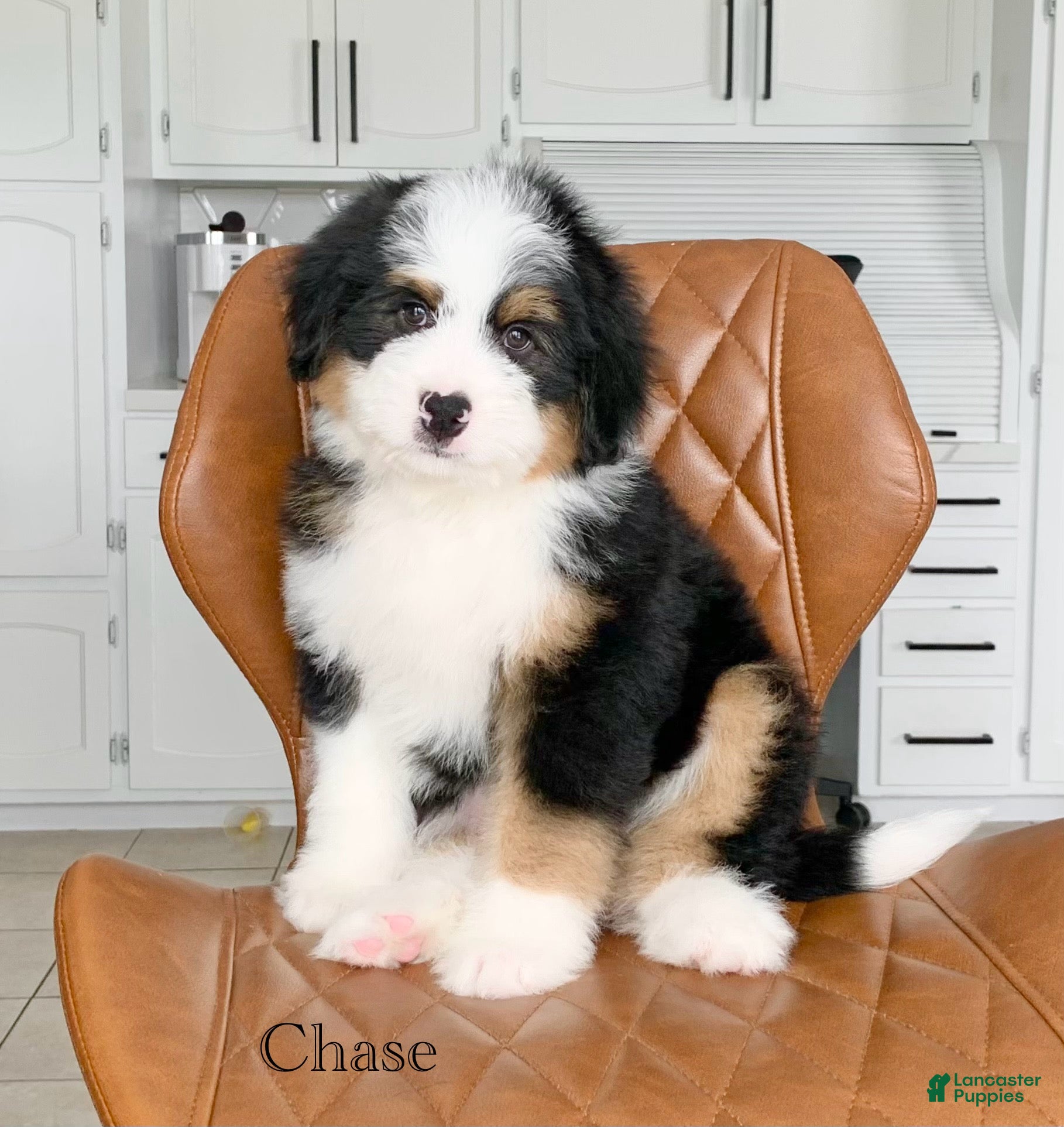 Bernedoodle dogs Chase - Ad 1