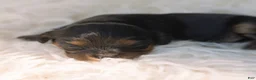 Cavalier King Charles Spaniel dogs for sale: Mickey Cavalier King Charles Spaniel  - Ad 3