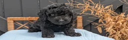 Havapoo dogs for sale: Mason - Ad 3