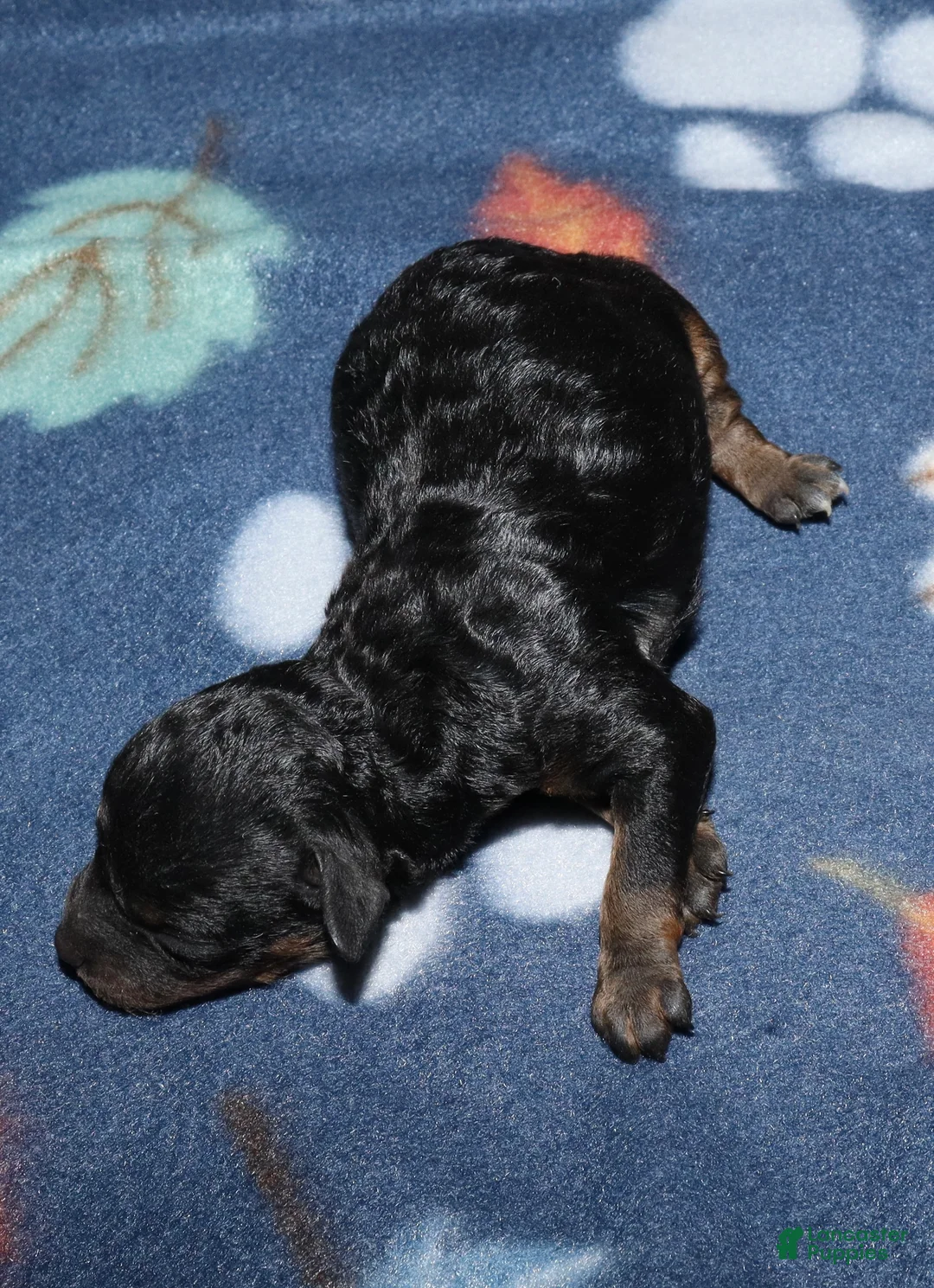 Toy Poodle dogs for sale: Summer’s phantom female - Ad 2