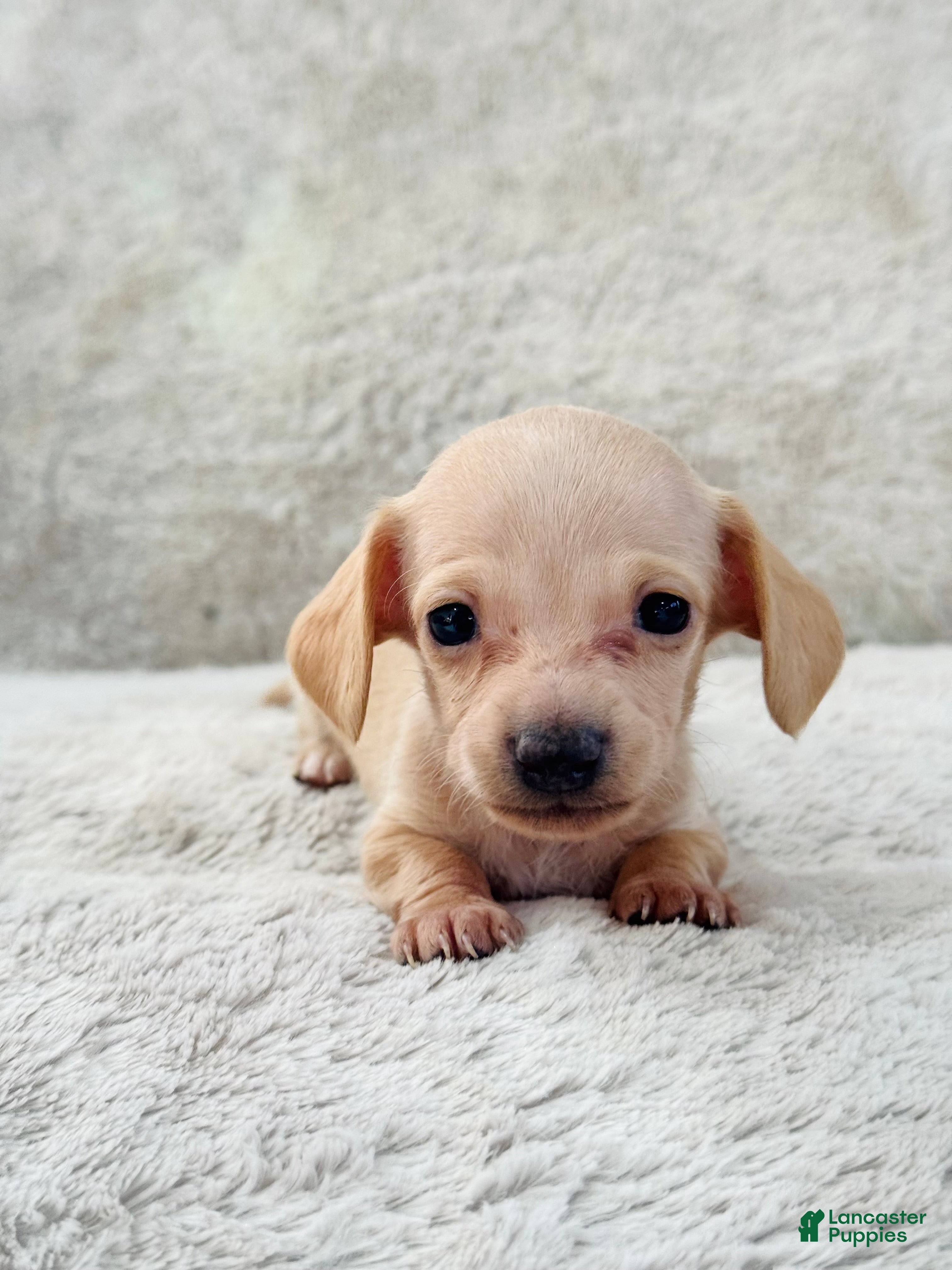 Miniature Dachshund dogs AKC Shorthair CREAM Girl Mini Dachshund - Ad 10