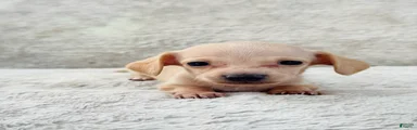 AKC Shorthair CREAM Girl Mini Dachshund