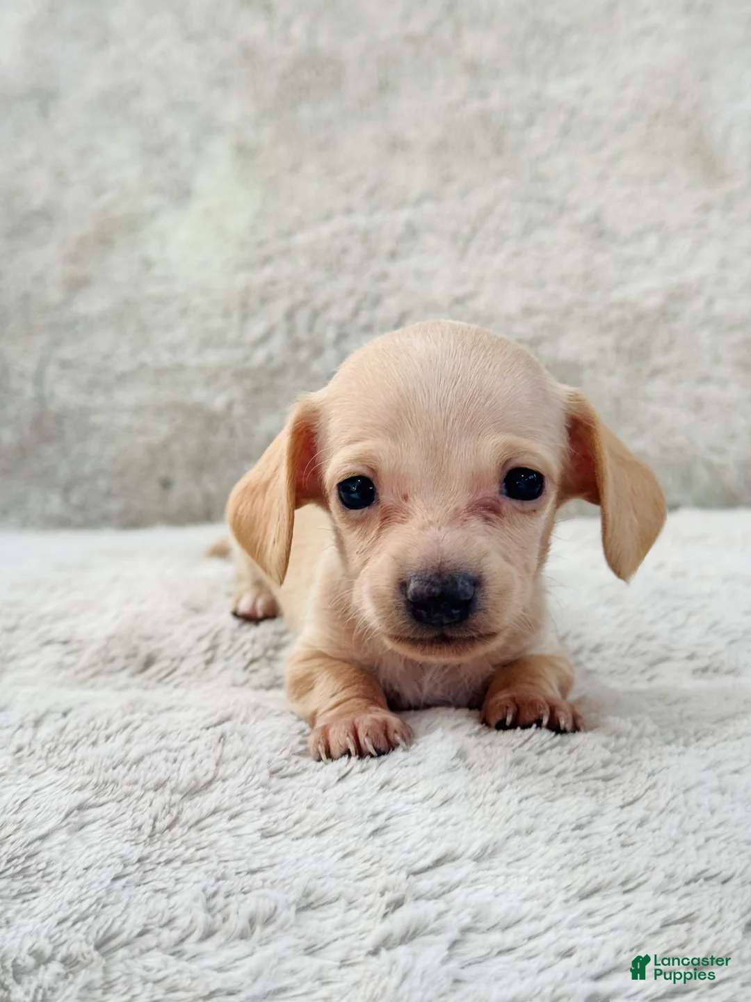 Miniature Dachshund dogs for sale: AKC Shorthair CREAM Girl Mini Dachshund - Ad 1