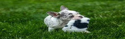 French Bulldog dogs for sale: Amelia (Merle & White) 💙🤍 - Ad 17