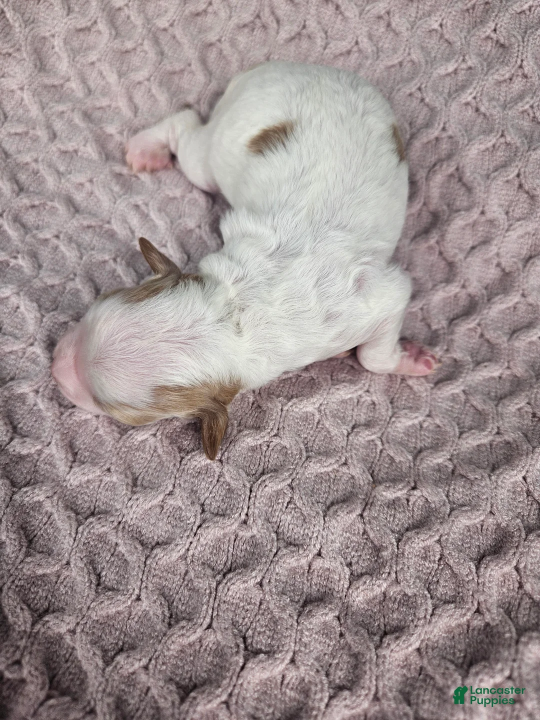 Cavapoo dogs for sale: Ella - Ad 2