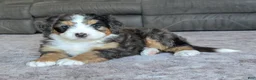 Mini Bernedoodle dogs for sale: Mini Bentley  - Ad 10
