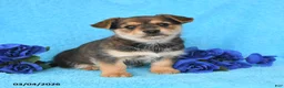 Mixed Breed dogs for sale: Alex - Ad 1
