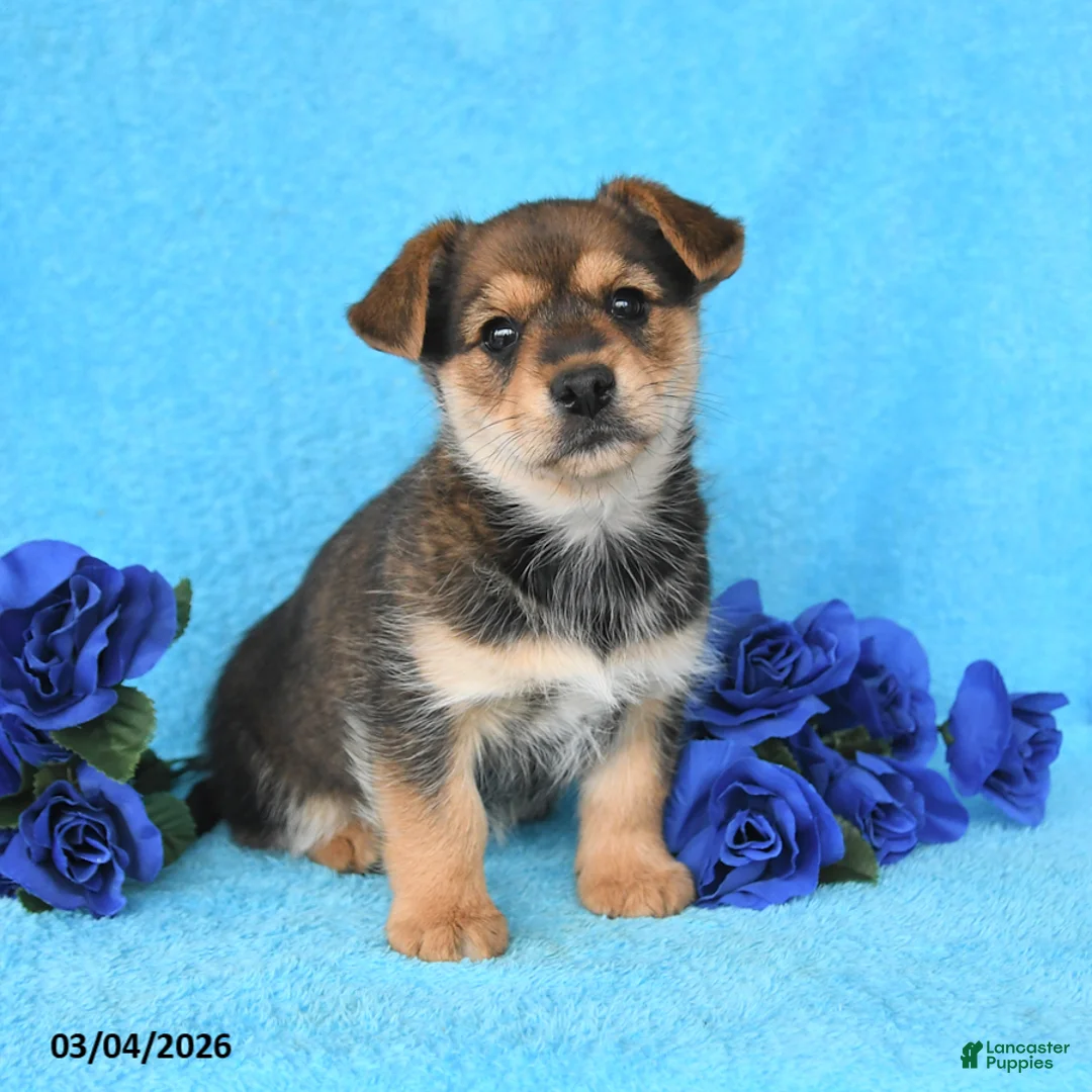 Mixed Breed dogs for sale: Alex - Ad 1