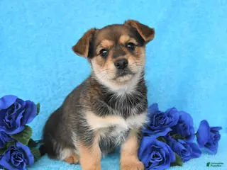 Mixed Breed dogs for sale: Alex - Ad 1