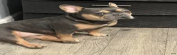 French Bulldog dogs for sale: French Bulldog Puppy 1 - Ad 2