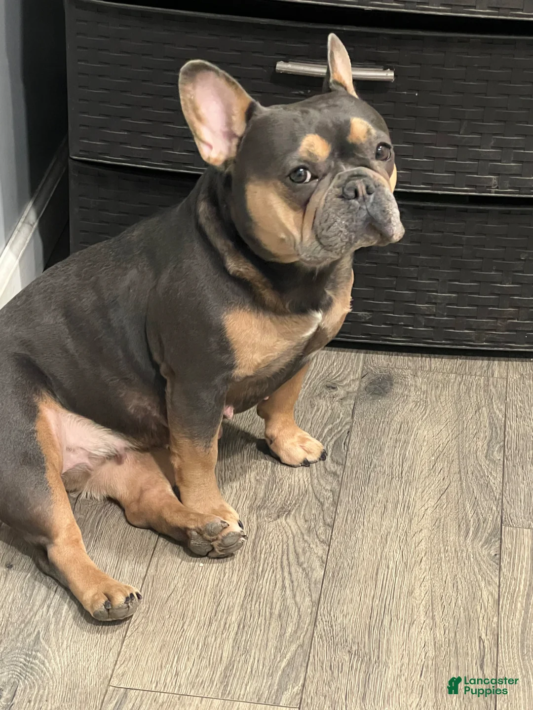 French Bulldog dogs for sale: French Bulldog Puppy 1 - Ad 2