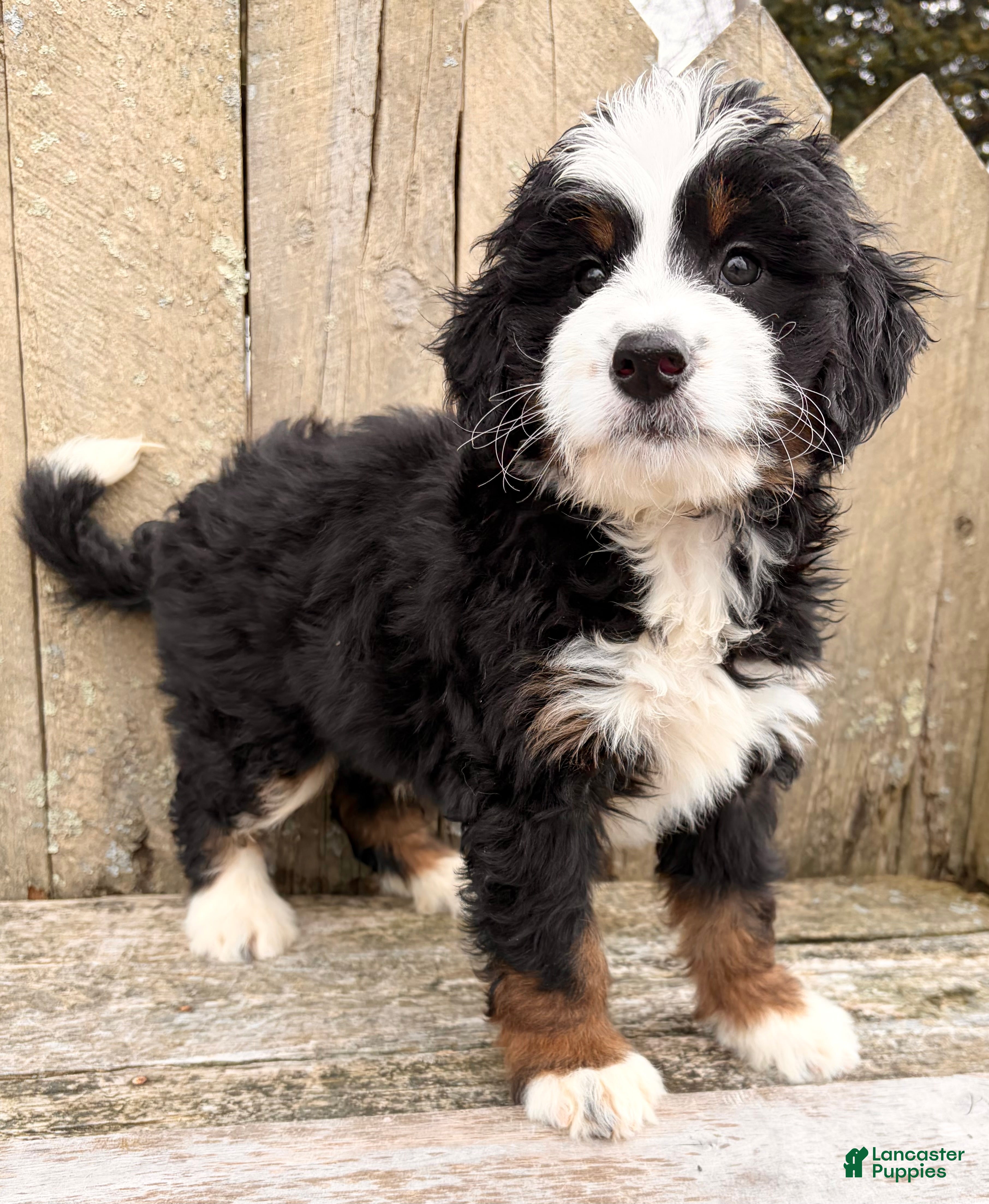 Mini Bernedoodle dogs 💛IN BOSTON MASSACHUSETTS AREA💛MINI BERNEDOODLE💛 - Ad 1