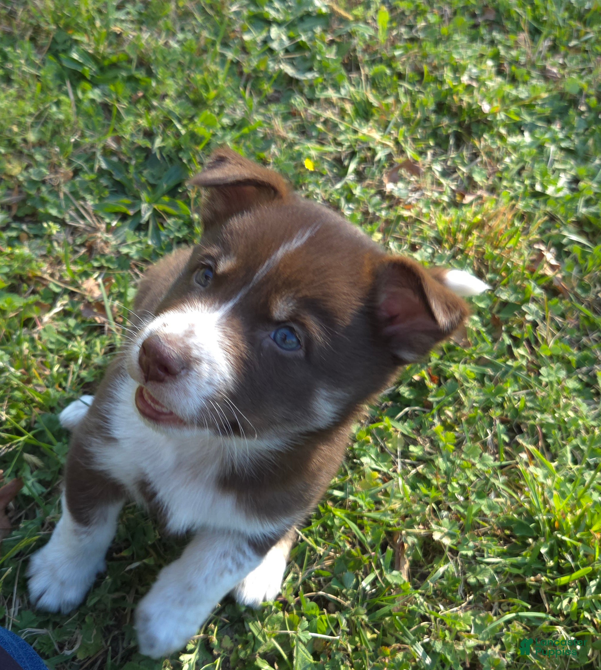 Mixed Breed dogs for sale: Aussie Siberian Puppy 3 - Ad 4