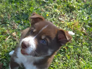 Mixed Breed dogs for sale: Aussie Siberian Puppy 3 - Ad 4