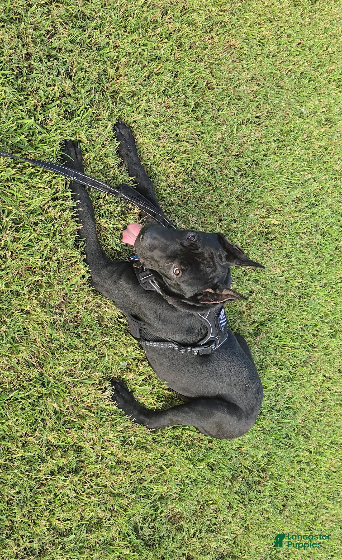 Cane Corso dogs Cane Corso Puppy 1 - Ad 1