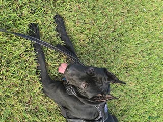 Cane Corso dogs Cane Corso Puppy 1 - Ad 7