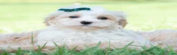 Maltipoo dogs for sale: Flint - Ad 3