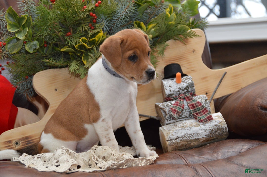 Jug dogs for sale: Atlas - Ad 2